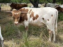 Status Quo x Tango bull