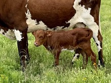 TUCO X SIX TWISTS steer