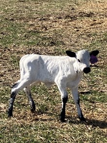 Horn Wine X Iron Chex 25 Heifer