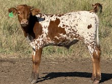 MARLBORO MAN X JAGS ON FIRE bull