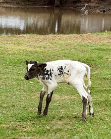 Happy juma heifer