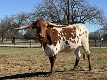 M7 Venus Beauty