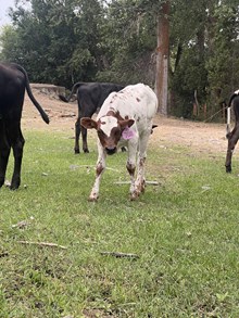 Outback Charlotte 25 Heifer