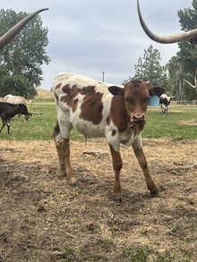 Clear Win X Crowns Pacific Girl 25 Bull