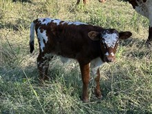 Hullabaloo x Tango Bull II