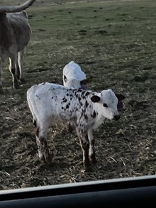 Mr. Blue X BH Pepper 25 Heifer