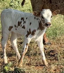 2026 Unbreakable Kitty Bull Calf