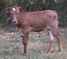 BIG bull calf 602