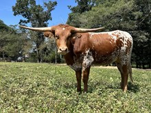 KCCI Cinnamon