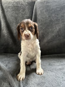 Nora