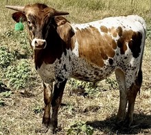 HICKOK GLR