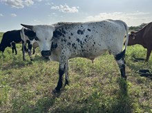 Spit'n Image x Tango Bull I