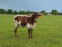 Brazos Athena 9/25