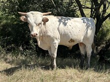 Digital Image x Tango Bull 1