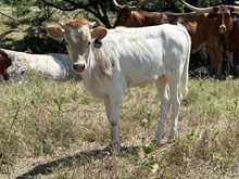 Ady's Baby x Tango Heifer 2