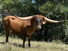 Masked Rider x Cut Quo Steer