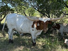 Ride Point x Cut Quo Steer