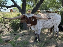 Spit'n Image x Cut Quo Steer
