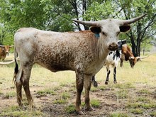 520 Heifer
