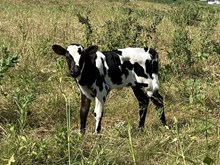 Painted Point x Tango Heifer