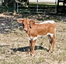 HEIFER LAWMAN X BCR PRINCESSA 408