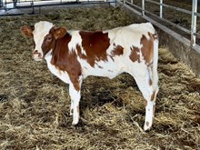 Casanovas 20 Guage Gal X Warlock HR