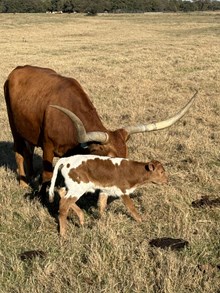 Riverboat Molly Bull
