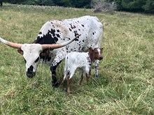 Maybelline 2026 heifer