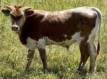 MARLBORO MAN X CUT N DRAG bull