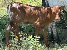 FF Maggie Moo heifer 726