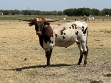 Red Hot x Heart Breaker Bull Calf