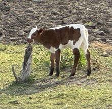 twister x rural