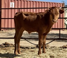JL Rural Bull
