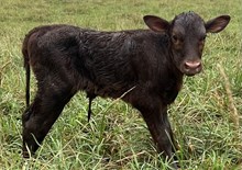 Miss Ruby heifer 26