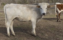 Vicki 24 Heifer