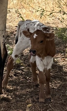 2026 Ditty Ditty Dum Bull Calf