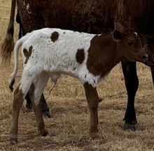 2026 Bonita’s Bull Calf