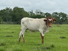 Lady Memory Bull Calf 2025