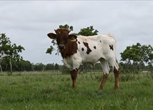 RD Polar Express Bull 2026