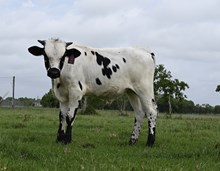 Marshall's Blue Sapphire Bull 2025
