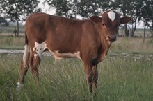 Tejas Ranger x Texana Rembrandt Bull calf