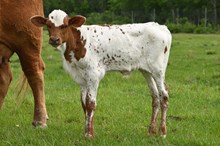 Overchill Bull Calf 2026