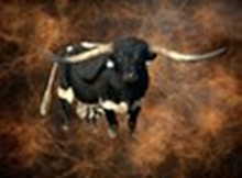 SEMEN-JH RURAL SAFARI SON-1 SEXED STRAW