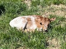 Caribou Lou