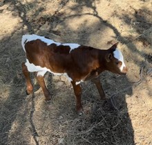 Twister x Royal Charm