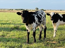 601 Bull