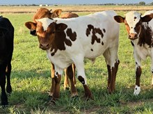 605 Bull