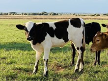 610 Heifer
