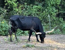SABINE ELLIE'S MOOMOO
