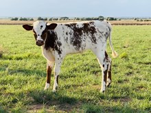 607 Heifer